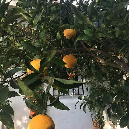 With Private Pool And Garden In וילה מארבלה